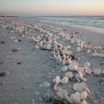 beaches in fort myers florida featured image