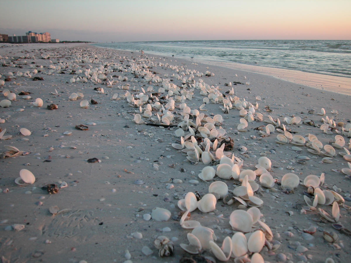 beaches in fort myers florida featured image