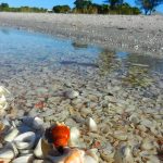 beaches in sanibel florida featured image