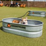 dog bar tampa featured image