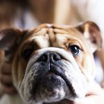 dog boarding tampa hero image