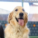 dog daycare tampa featured image