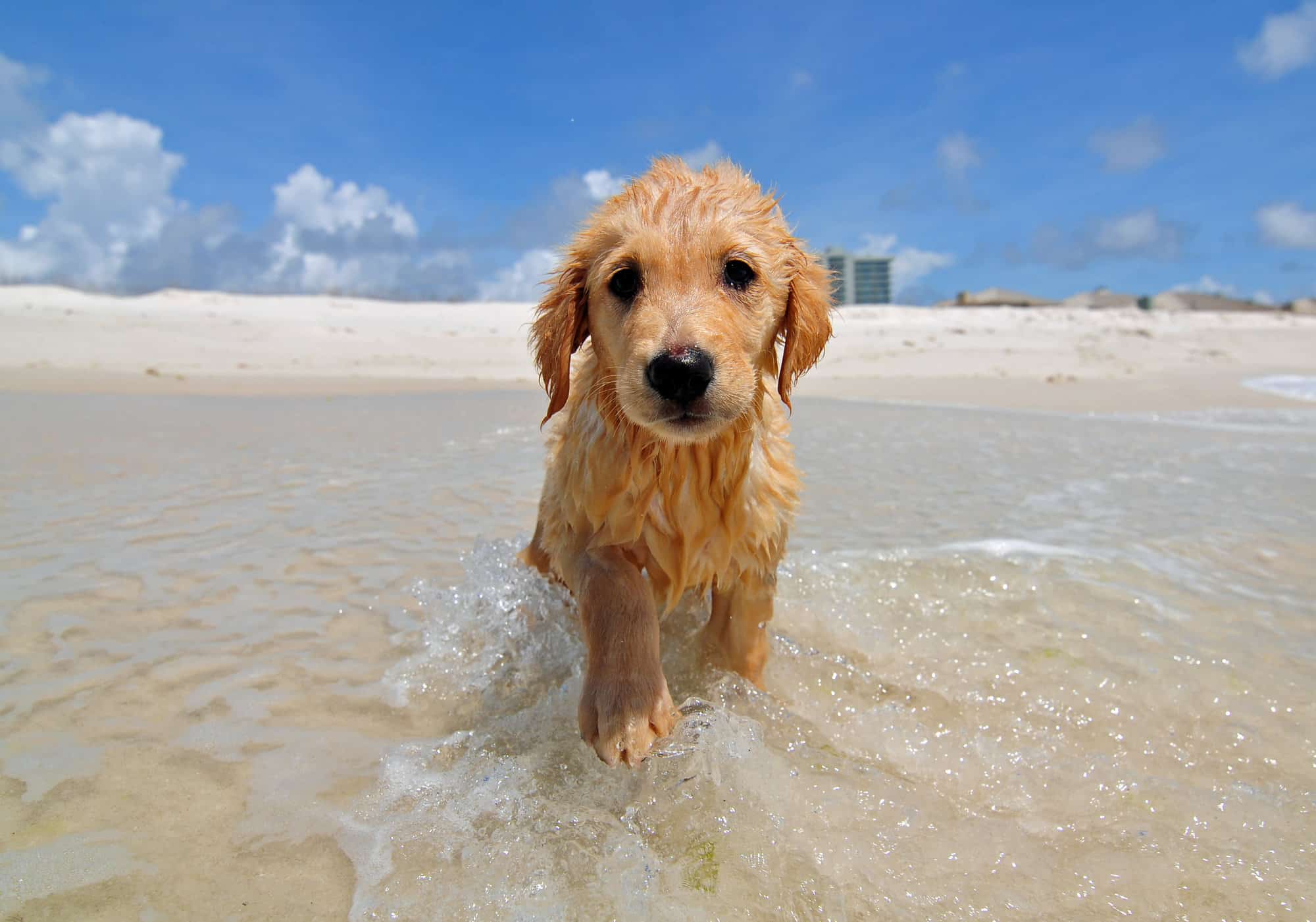 dog friendly beaches near tampa featured image