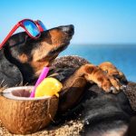 dog friendly beaches tampa hero image