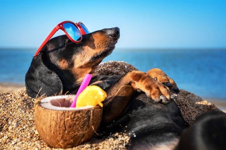 dog friendly beaches tampa hero image