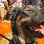 dog friendly places tampa featured image