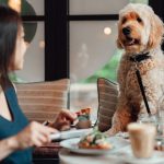 dog friendly restaurants tampa featured image