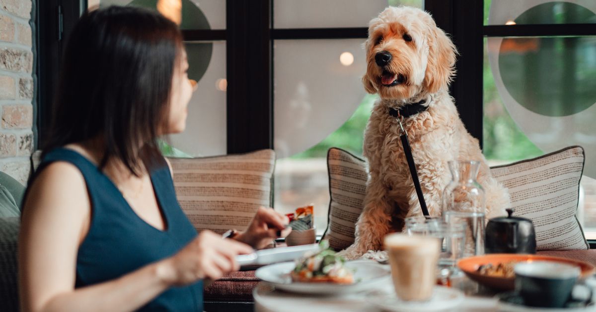 dog friendly restaurants tampa featured image