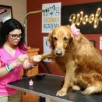 dog grooming tampa featured image