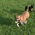 dog park tampa hero image