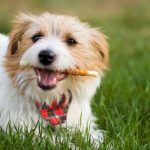 dog sitters tampa featured image