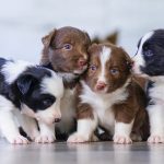 dog sitting tampa featured image