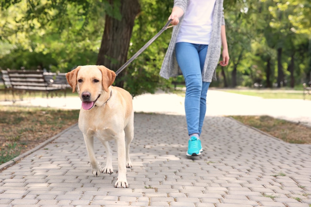 dog walking tampa featured image