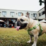 indoor dog park tampa featured image