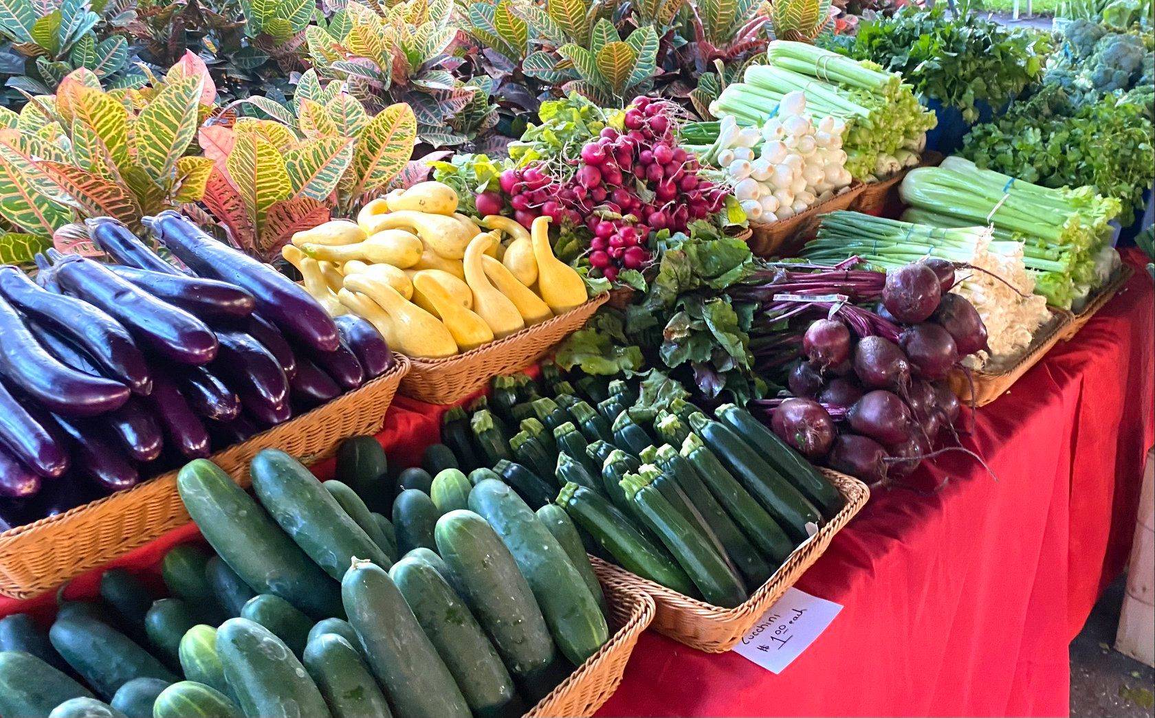 farmers markets in tampa fl featured image