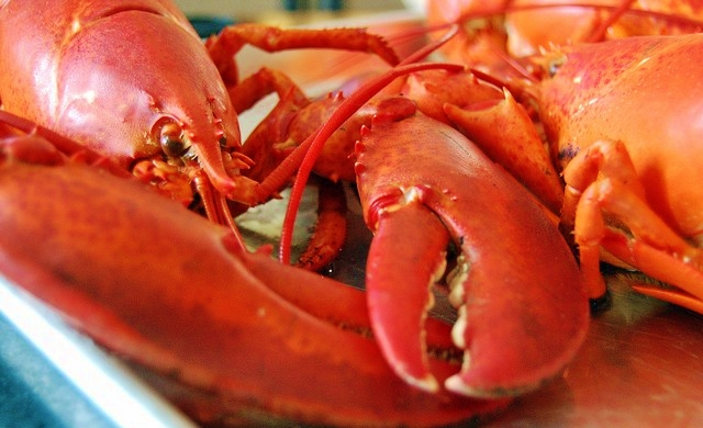 lobster restaurants in tampa fl featured image