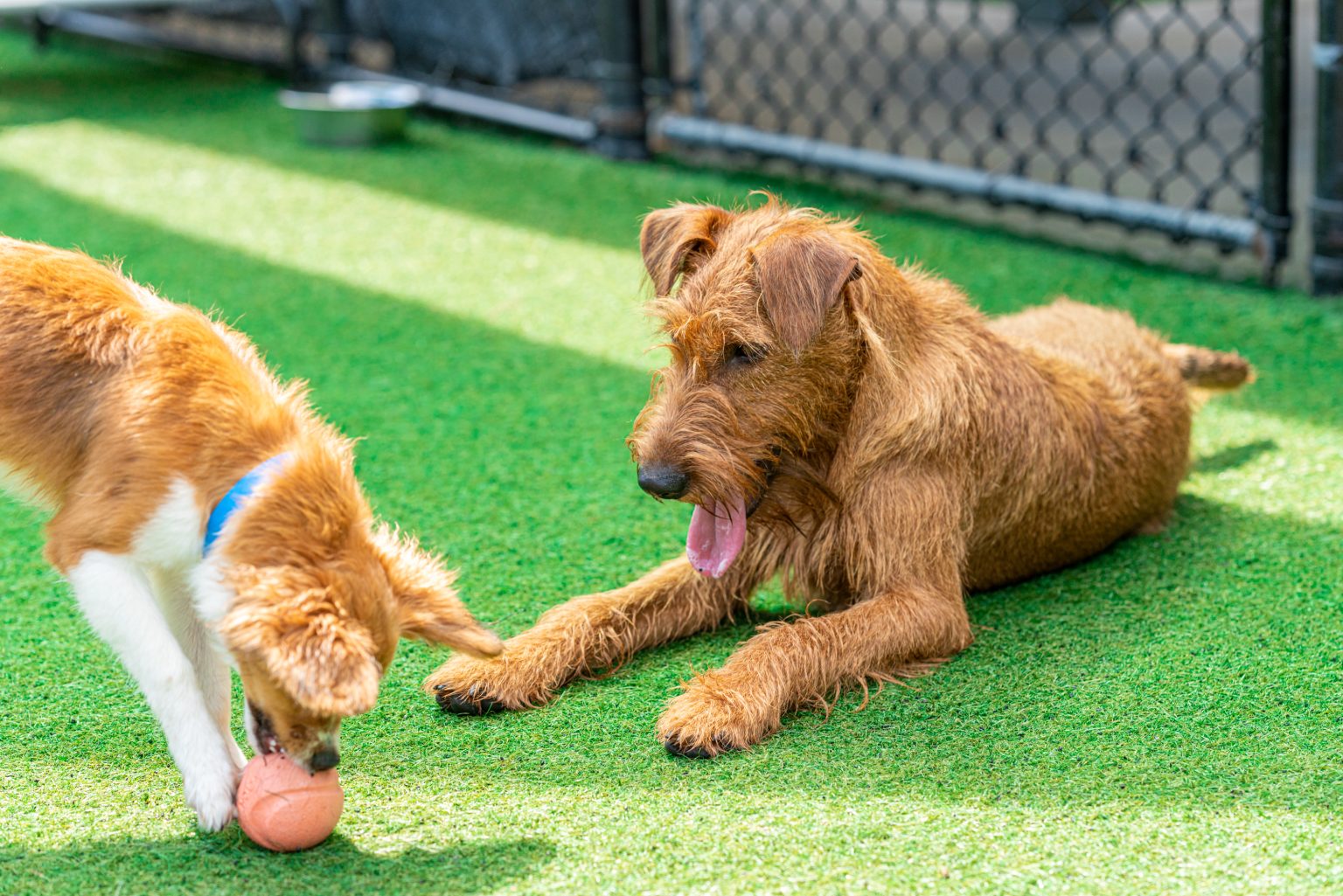8 Dog Boarding Tampa Locations